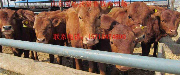 【沪c转浙a找黄牛多少钱】- 驾考宝典