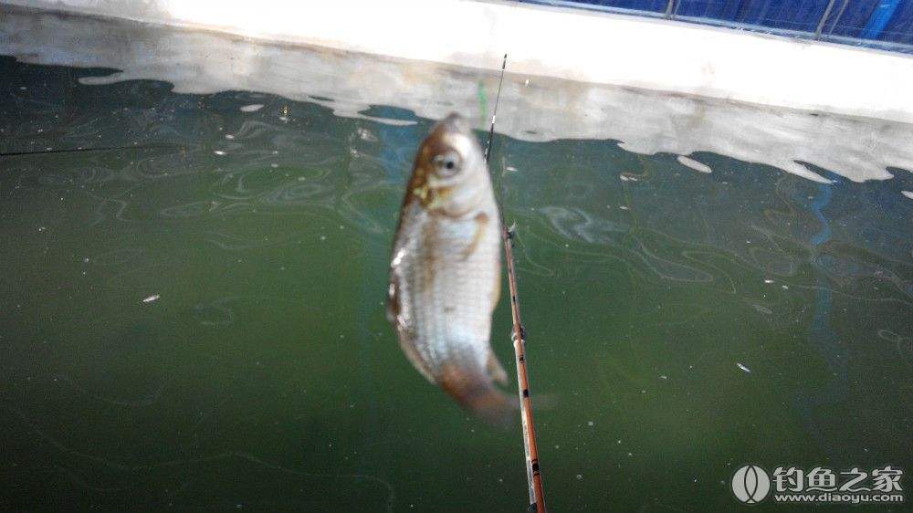 【冬天鱼不动怎么办】- 驾考宝典