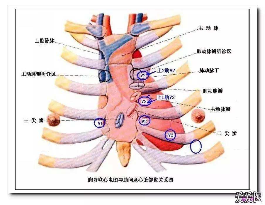 心脏左下方就是腹腔,一般是胃和脾的位置.